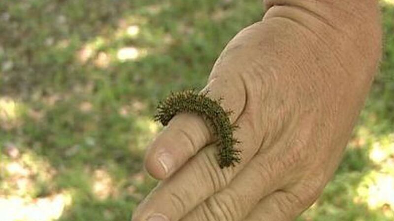 Buck Moth Caterpillar- WVUE FOX 8 Image