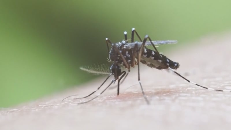 West Nile Virus 11 positive pool cases detected in Ouachita parish