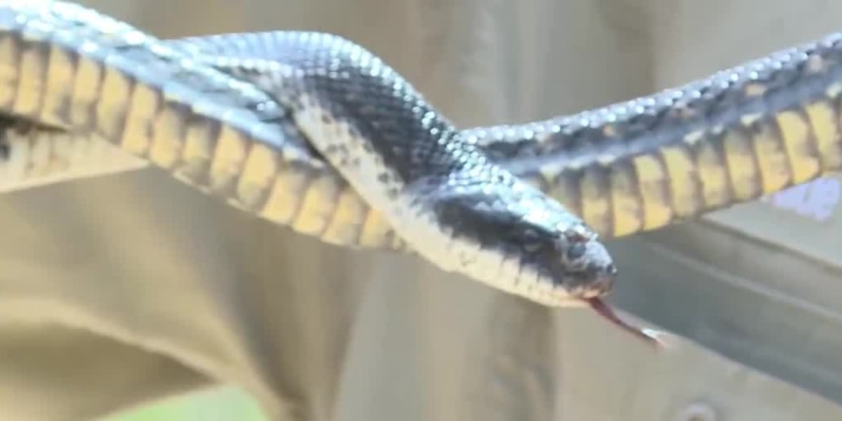 Zoo Buddy: Black rat snake!