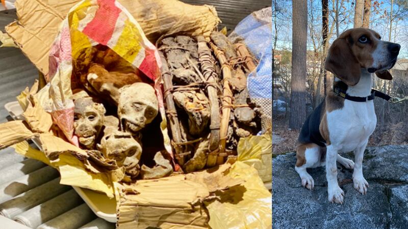 The remains were inside a passenger's luggage on a flight from Paris.