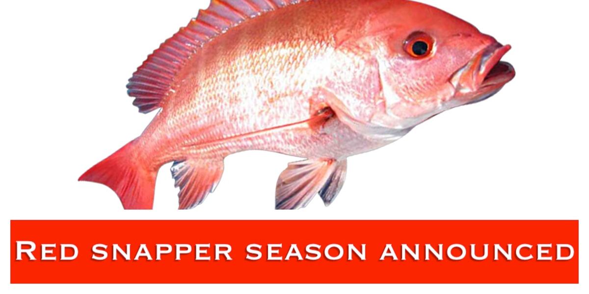 Recreational red snapper season to end in Mississippi