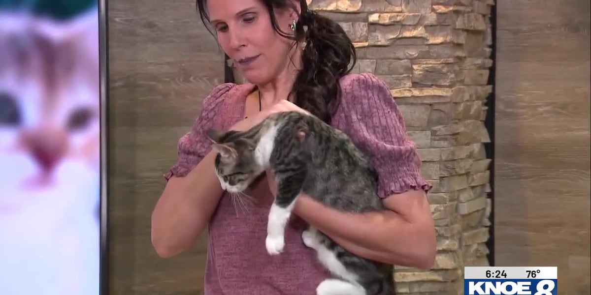 Adopt a Pet: Dunkin! Help Meowt Rescue joins Good Morning ArkLaMiss for Adopt-a-Pet