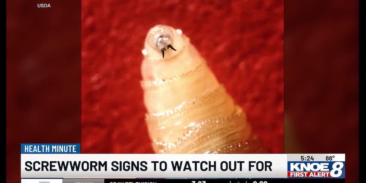 Health Minute: New World Screwworm infections in the U.S.