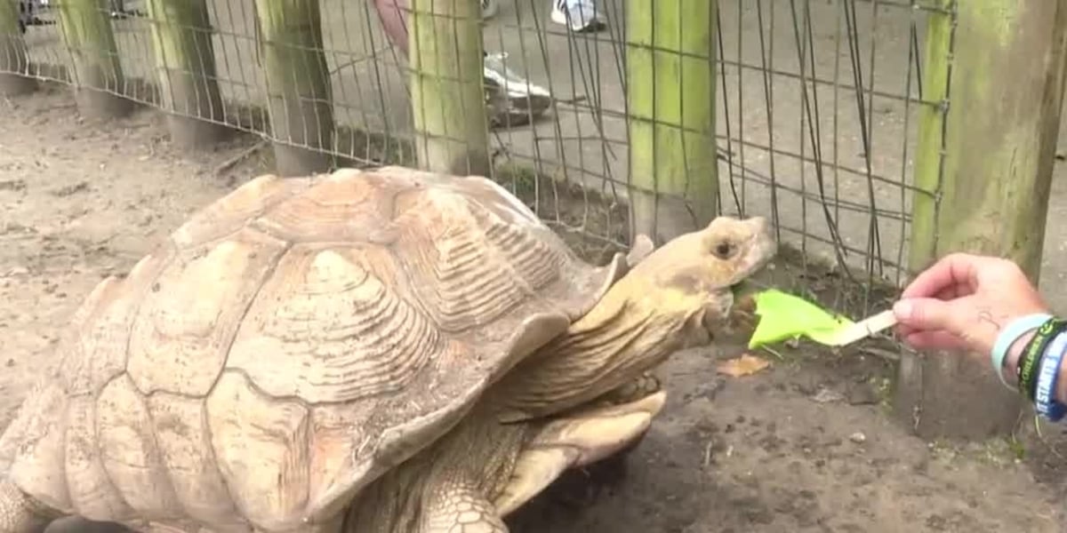 Zoo Buddy: Sulcata Tortoises!