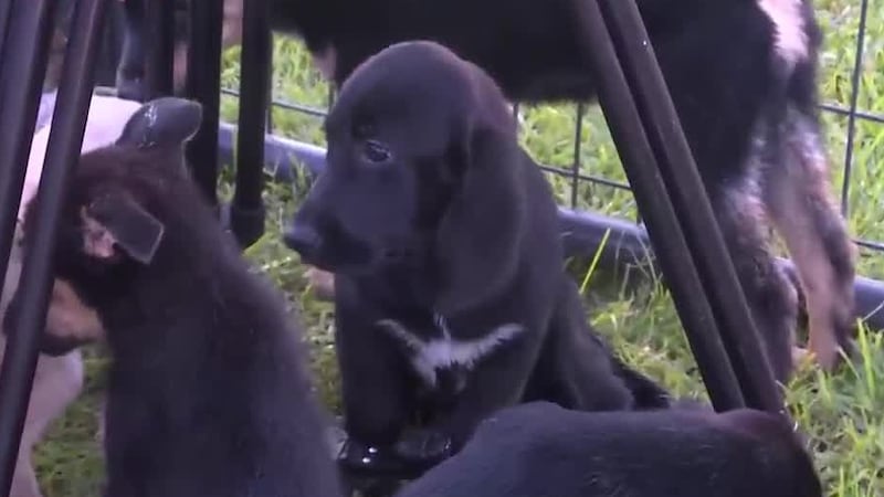 The Ruston Animal Shelter is overflowing with puppies! They have dozens at the shelter.