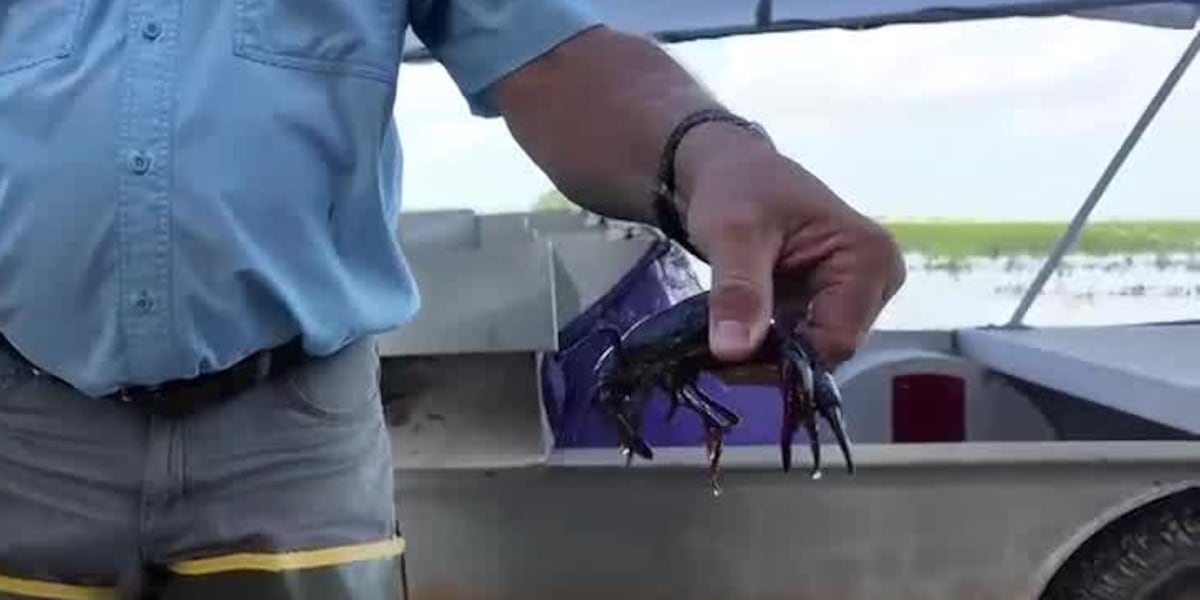 From pond to table: Jeff Davis crawfish tours highlight South Louisiana’s Cajun culture