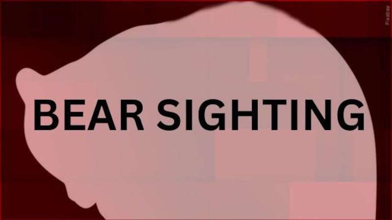 Bear Sighting