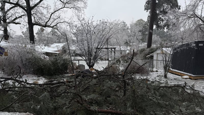 Tree and limb damage in West Monroe on Susan Drive near Wallace Dean