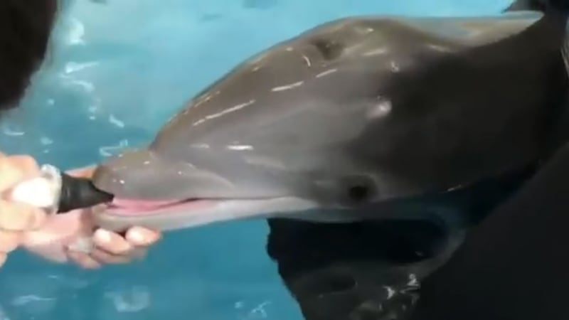 Cameron Dolphin