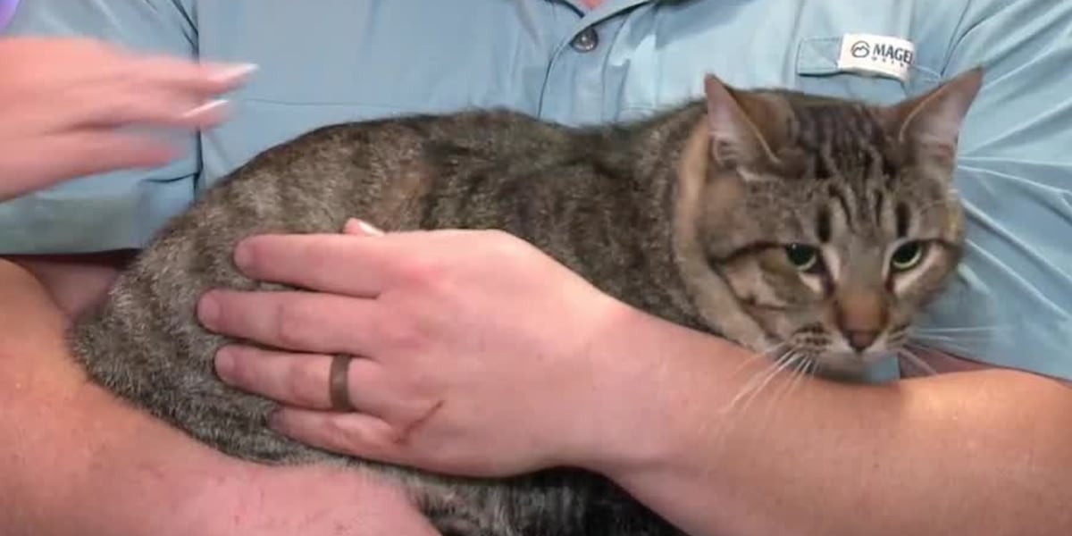 Adopt a Pet: Meet Theodore! - KNOE