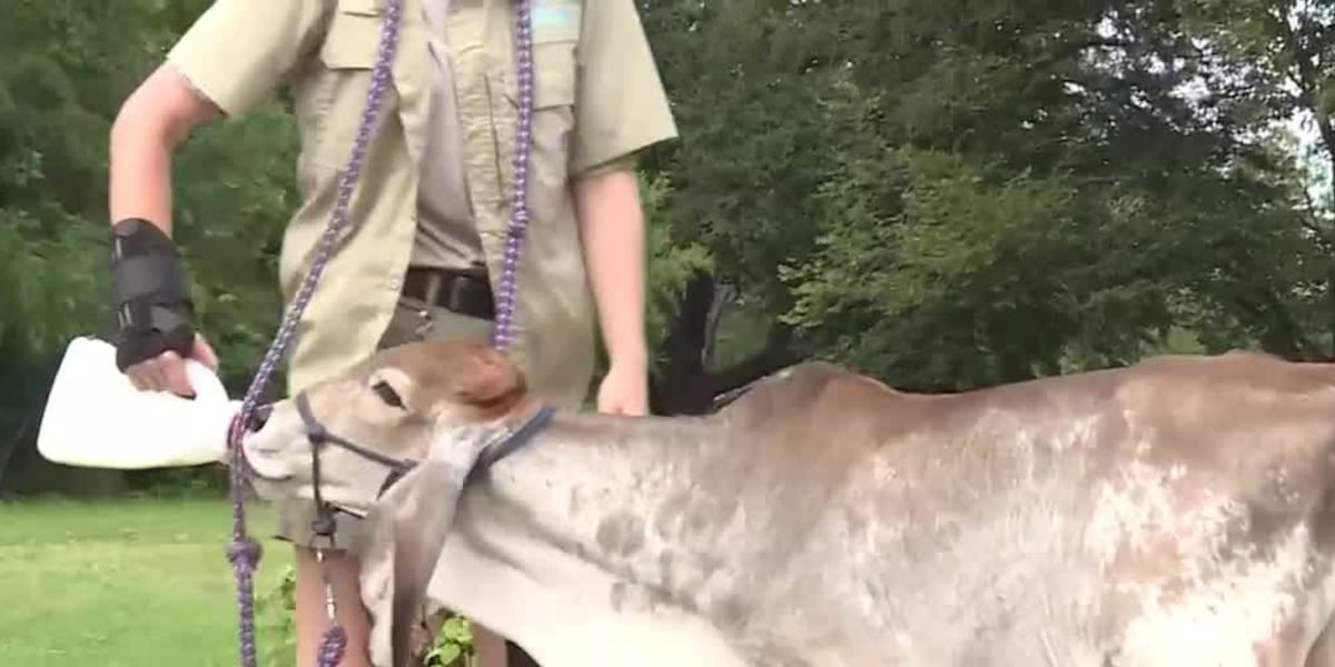 Zoo Buddy: Brahman Calf!