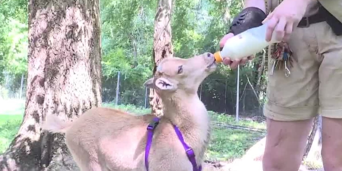 Zoo Buddy: Aoudads!