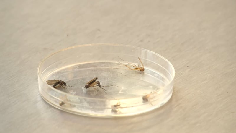 Chatham County Mosquito Control recently reported a mosquito near midtown Savannah tested...