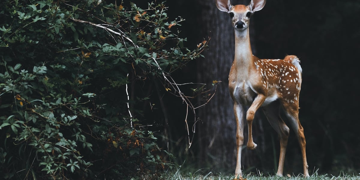 CWD detected in Concordia Parish