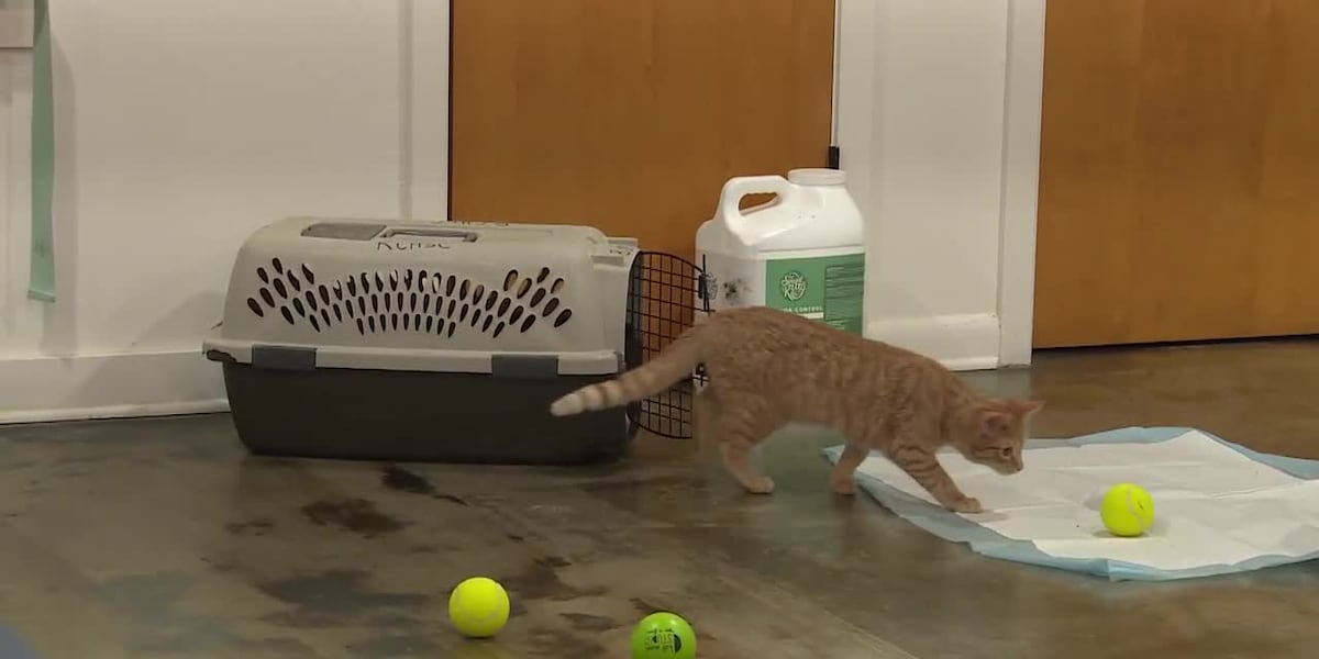 Kitten yoga raises money for River Cities Humane Society for Cats