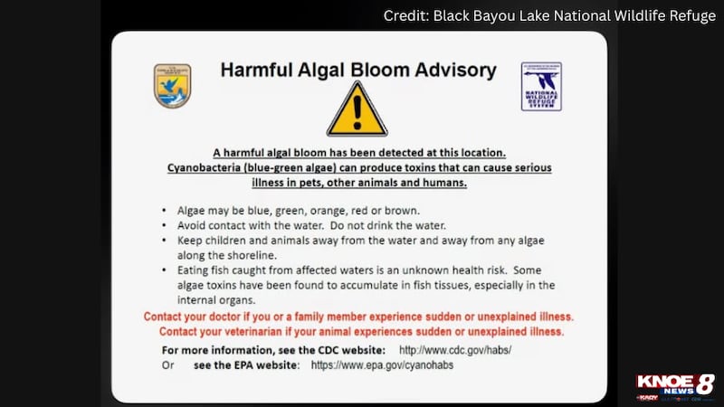 Cyanobacteria Bloom Detected on South End of Lake