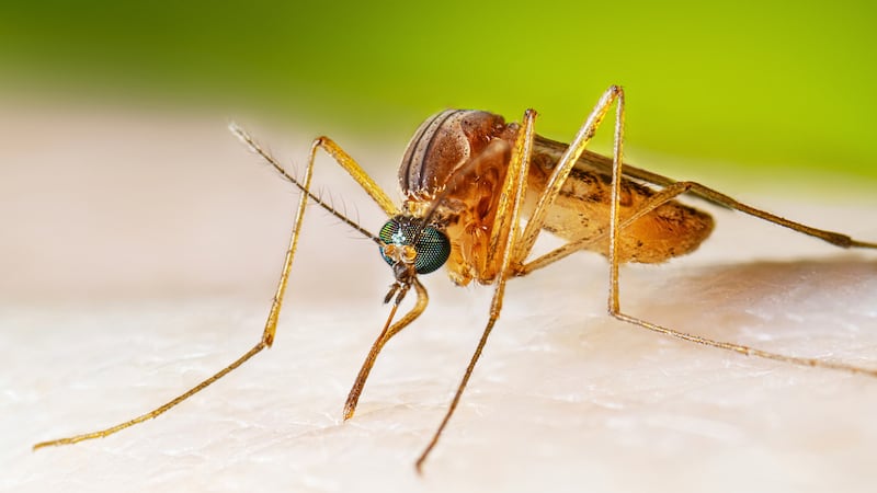 In this photo provided by the U.S. Centers for Disease Control and Prevention, a female Culex...