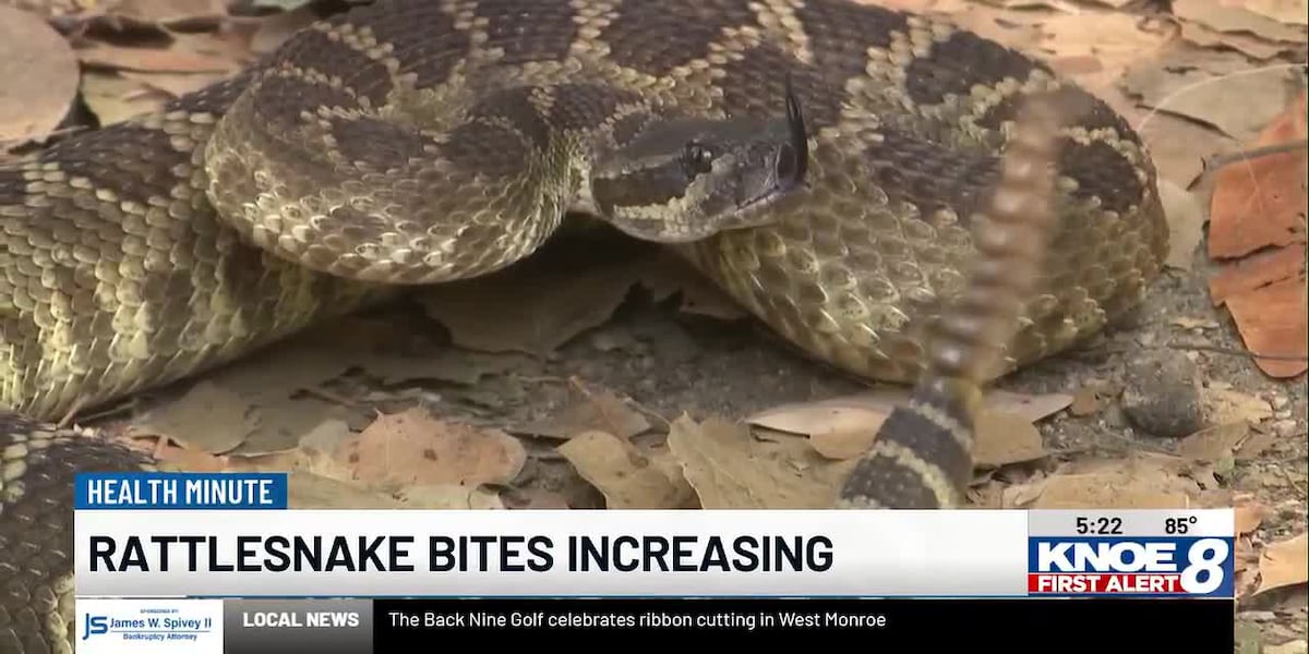 Rattlesnake bites on the rise after early heatwave Health officials seeing an increase in snake bites as warm temperatures drive snakes out of hibernation earlier than expected.