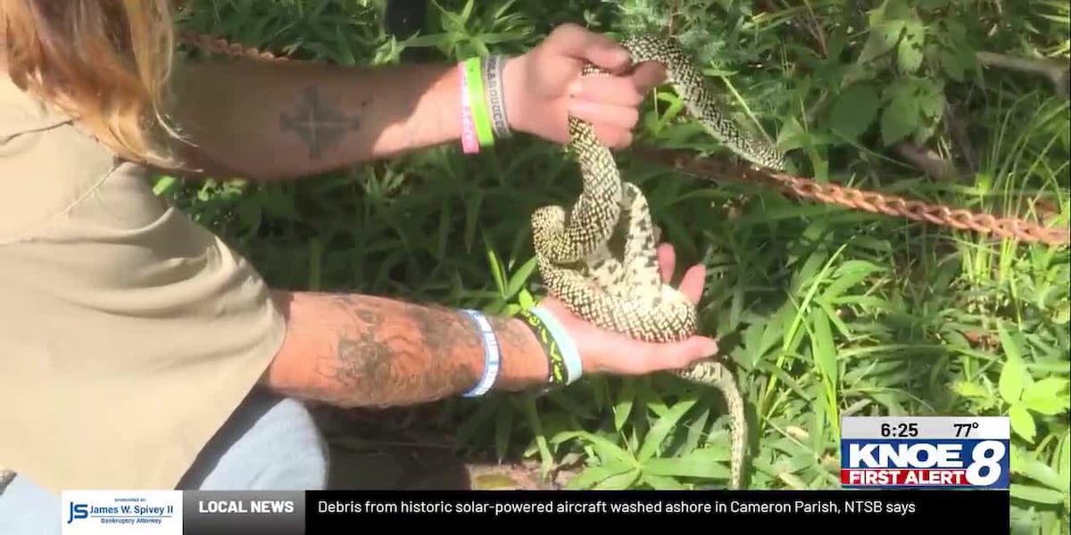 Zoo Buddy: Speckled Kingsnake!