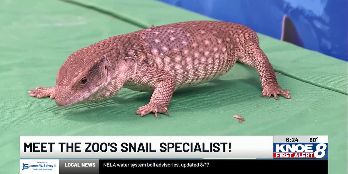 Zoo Buddy: Savannah monitor lizard!