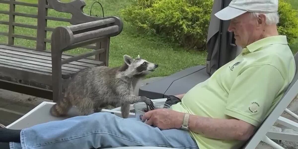 Canadian Raccoon Man Man, 82, develops bond with raccoon who visits his porch