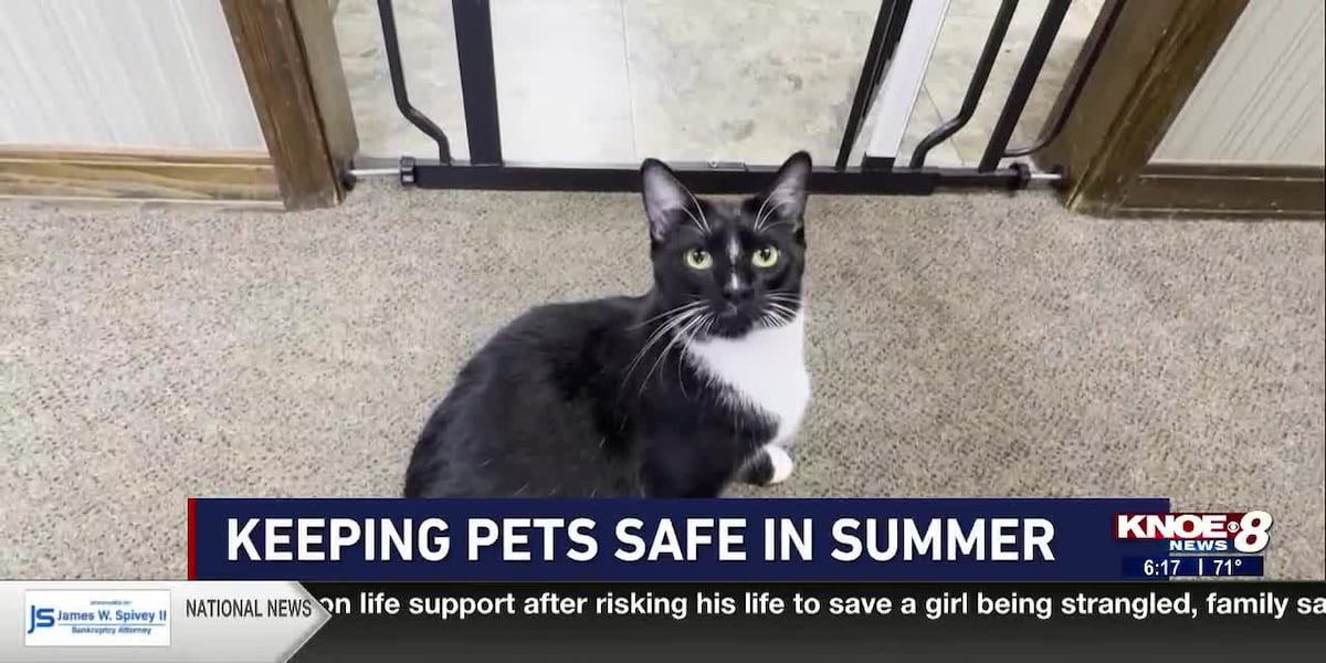 Keeping pets safe in the Louisiana heat