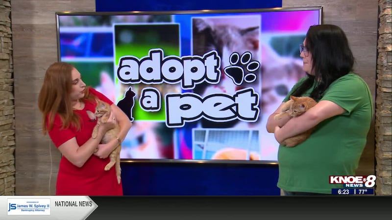 Michaela Taylor with River Cities Humane Society for Cats says these two are a litter of...